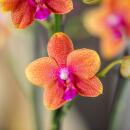 Kolibri Orchids KOMBI ANGEBOT von 4 duftenden orangefarbenen Phalaenopsis-Orchideen - Topfgröße 12cm