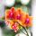Kolibri Orchids KOMBI ANGEBOT von 4 duftenden orangefarbenen Phalaenopsis-Orchideen - Topfgröße 12cm