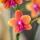Kolibri Orchids KOMBI ANGEBOT von 4 duftenden orangefarbenen Phalaenopsis-Orchideen - Topfgröße 12cm