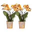 Kolibri Orchids combi offer of 2 Phalaenopsis orchids -...