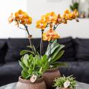 Kolibri Orchids KOMBI ANGEBOT von 2 Phalaenopsis-Orchideen - Las Vegas - Topfgröße 12cm