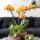 Kolibri Orchids KOMBI ANGEBOT von 2 Phalaenopsis-Orchideen - Las Vegas - Topfgröße 12cm