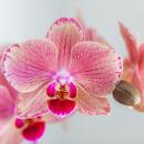 Kolibri Orchids KOMBI ANGEBOT von 2 Phalaenopsis...