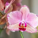 Kolibri Orchids offre combinée de 4...