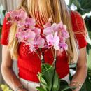 Kolibri Orchids offre combinée de 4 orchidées Phalaenopsis - Pirate Picotee - taille de pot 12cm