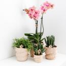 Kolibri Orchids offre combinée de 4 orchidées Phalaenopsis - Pirate Picotee - taille de pot 12cm