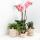 Kolibri Orchids offre combinée de 4 orchidées Phalaenopsis - Pirate Picotee - taille de pot 12cm