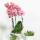 Kolibri Orchids offre combinée de 4 orchidées Phalaenopsis - Pirate Picotee - taille de pot 12cm