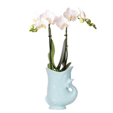 Kolibri Orchids orchidée Phalaenopsis blanche - Amabilis + pot à poisson turquoise - taille de pot 9cm