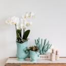 Kolibri Orchids orchidée Phalaenopsis blanche -...