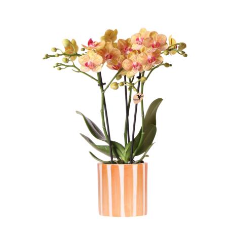 Kolibri Orchids Orange Phalaenopsis Orchid - Bolzano + Painted Stripe Pot Orange - Pot size 9cm