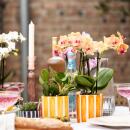 Kolibri Orchids Orchidée Phalaenopsis orange -...