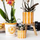 Kolibri Orchids Orange Phalaenopsis Orchid - Bolzano + Painted Stripe Pot Orange - Pot size 9cm