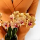 Kolibri Orchids Orange Phalaenopsis Orchid - Bolzano + Painted Stripe Pot Orange - Pot size 9cm