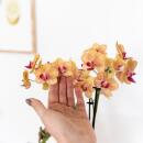 Kolibri Orchids Orange Phalaenopsis Orchid - Bolzano + Painted Stripe Pot Orange - Pot size 9cm