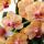 Kolibri Orchids Orange Phalaenopsis Orchid - Bolzano + Painted Stripe Pot Orange - Pot size 9cm