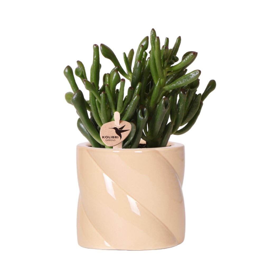 pink variegata Tradescantia Pallida Purpurea Pink Variegata - CUTTING | organically grown  tropical plants