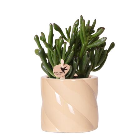 Kolibri Greens Succulente Crassula Minor + pot à rayures peint en violet - taille du pot 9cm