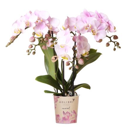 Kolibri Orchids Rosa Phalaenopsis orchid - Portugal - pot size 9cm