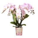 Kolibri Orchids Rosa Phalaenopsis orchid - Portugal - pot...