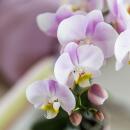 Kolibri Orchids Rosa Phalaenopsis orchid - Portugal - pot size 9cm