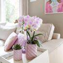Kolibri Orchids Rosa Phalaenopsis orchid - Portugal - pot size 9cm