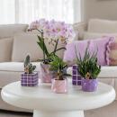 Kolibri Orchids Rosa Phalaenopsis orchid - Portugal - pot size 9cm