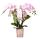 Kolibri Orchids Rosa Phalaenopsis orchid - Portugal - pot size 9cm