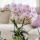 Kolibri Orchids Rosa Phalaenopsis orchid - Portugal - pot size 9cm