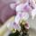 Kolibri Orchids Rosa Phalaenopsis orchid - Portugal - pot size 9cm