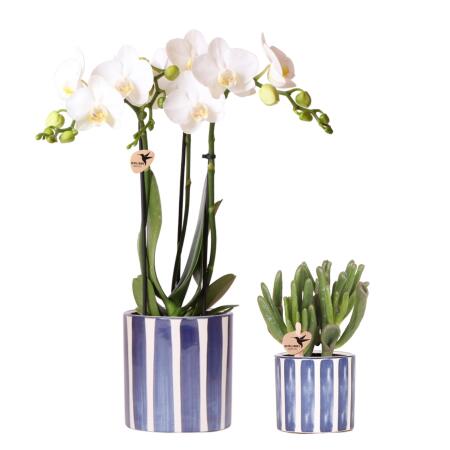 Kolibri Orchids Set of white Phalaenopsis orchid Amabilis and succulent Crassula Hobbit in blue Painted Stripe pot - pot size 9cm + 6cm