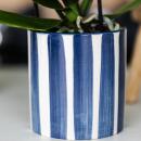 Kolibri Orchids Set of white Phalaenopsis orchid Amabilis and succulent Crassula Hobbit in blue Painted Stripe pot - pot size 9cm + 6cm