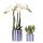 Kolibri Orchids Set of white Phalaenopsis orchid Amabilis and succulent Crassula Hobbit in blue Painted Stripe pot - pot size 9cm + 6cm
