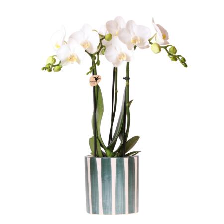 Kolibri Orchids Phalaenopsis blanc orchidée Amabilis + Painted Stripe pot vert - taille du pot 9cm