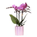 Kolibri Orchids Phalaenopsis lilas Orchidée Vienna...