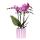 Hummingbird Orchids Purple Phalaenopsis Orchid Vienna + Painted Stripe Pot Purple - Pot size 9cm