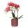 Kolibri Orchids Red Phalaenopsis orchid Congo + Red Pearl pot - pot size 9cm