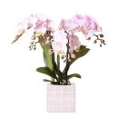 Kolibri Orchids Phalaenopsis rose Orchidée...