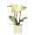Kolibri Orchids Gelbe Phalaenopsis Orchidee Mexiko + Mosa Ziertopf Grün - Topfgröße 9cm