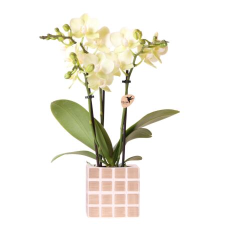 Kolibri Orchids Yellow Phalaenopsis orchid Mexico + Mosa decorative pot brown - pot size 9cm