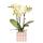 Kolibri Orchids Yellow Phalaenopsis orchid Mexico + Mosa decorative pot brown - pot size 9cm