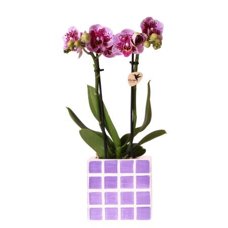 Kolibri Orchids Lila Phalaenopsis Orchidee El Salvador + Mosa Ziertopf Lila - Topfgröße 9cm