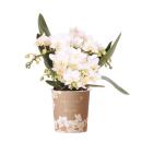 Kolibri Orchids White Phalaenopsis Orchid - Nazaré...