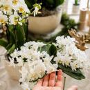 Kolibri Orchids White Phalaenopsis Orchid - Nazaré...