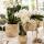 Kolibri Orchids White Phalaenopsis Orchid - Nazaré - pot size 9cm