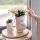Kolibri Orchids White Phalaenopsis Orchid - Nazaré - pot size 9cm