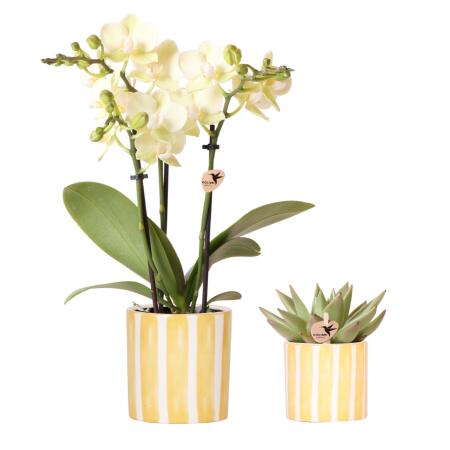 Kolibri Orchids Set dorchidées jaunes Mexico et de succulentes dans un pot décoratif Painted Stripe - taille du pot 9cm & 6cm