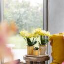 Kolibri Orchids Set aus gelber Orchidee Mexico und...