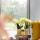 Hummingbird Orchids Set of yellow orchid Mexico and succulent in Painted Stripe decorative pot - pot size 9cm and 6cm