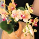 Kolibri Orchids Coffret cadeau Optimisme petite pêche plante verte avec orchidée Phalaenopsis orange en pots décoratifs Candy sur plateau blanc bio
